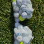 golfballs Image 4