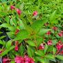 Large Evergreen Flowering Shrubs Image 7