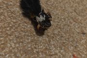 peacock ring