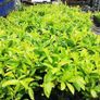 Laurel Hedging Image 6