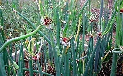 walking onions bulbils 12 bulbs