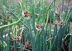 walking onions bulbils 12 bulbs