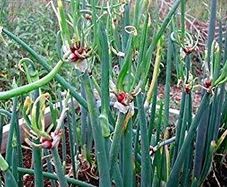 walking onions bulbils 12 bulbs