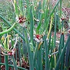 walking onions bulbils 12 bulbs