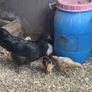Game birds  and bantam Image 3