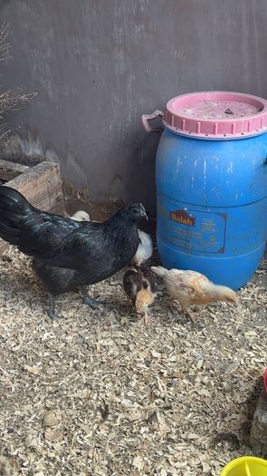 Game birds  and bantam
