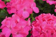 (G) Zonal Geranium EVA F1 seeds 5s (432066)