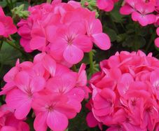 (G) Zonal Geranium EVA F1 seeds 5s (432066)