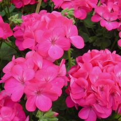 (G) Zonal Geranium EVA F1 seeds 5s (432066)