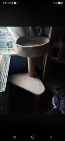 cat trees