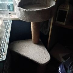 cat trees