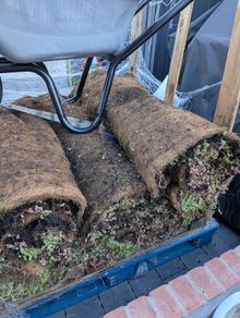 Sedum roll matts