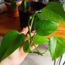 plant - Epipremnum aureum Image 4