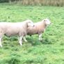 Lleyn Rams Image 8