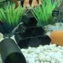 Pleco Caves Image 9
