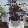 large indoor plant and pot Image 4