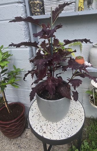 large indoor plant and pot