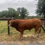 1 Pedigree Limousin Bull & heifers Image 7
