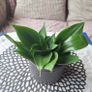 Sansevieria Hahnii with offsets in cute pot Image 9