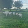 Pedigree Texel sheep Image 6