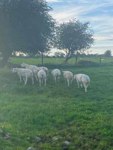 Pedigree Texel sheep
