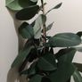 rubber plant Image 3