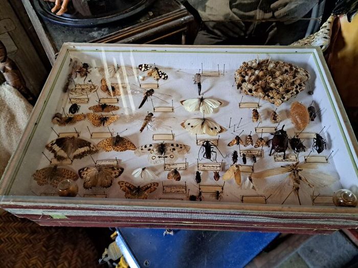 Vintage Entomological Insect Display