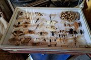 Vintage Entomological Insect Display