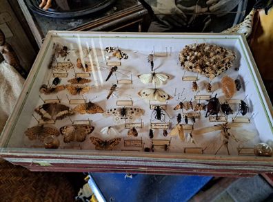 Vintage Entomological Insect Display