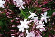 Jasmine
