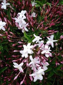 Jasmine