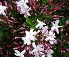 Jasmine