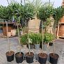 Bay tree Image 10