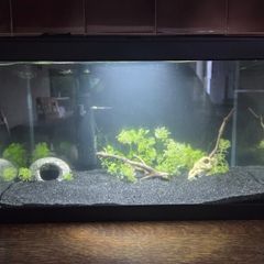 fish tank