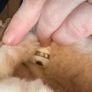 Ugg Slippers Size 3 Image 5