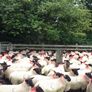 Suffolk/Mule Ewe Lambs Image 2