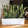 Sansevieria Trifisciata Laurentii planters Image 3