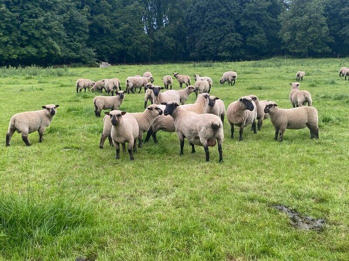 Shrophshire Rams