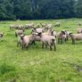 Shrophshire Rams Image 7