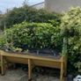 Large veg trug Image 3