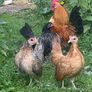 Silkie hatching eggs Image 5