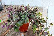 Turtle vine indoor plant