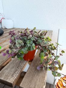 Turtle vine indoor plant