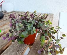 Turtle vine indoor plant