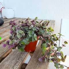 Turtle vine indoor plant