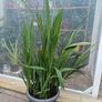 Large Lucifer Plant Image 5
