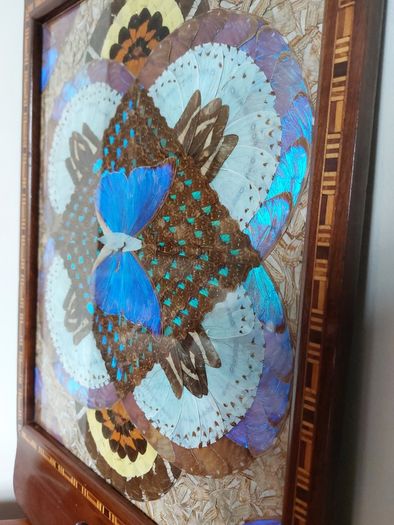 Vintage Brazilian Inlaid Iridescent Morpho Butterfly Wing Hardwood Tray