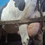 Holstein bull Image 7