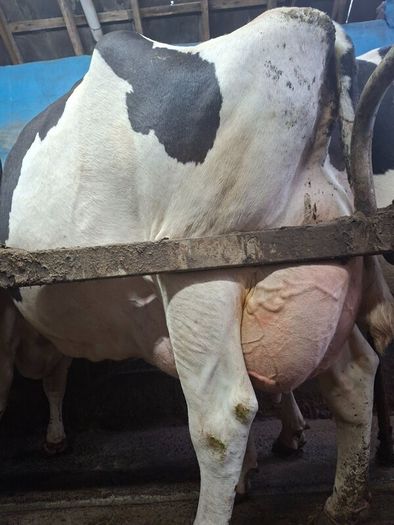 Holstein bull