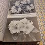 The Rhododendron and Camellia year book 1968. Image 9